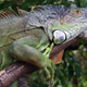 Illustration for article titled Whats Eating Florida? These Six Voracious Species